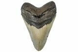 Fossil Megalodon Tooth - North Carolina #299065-1